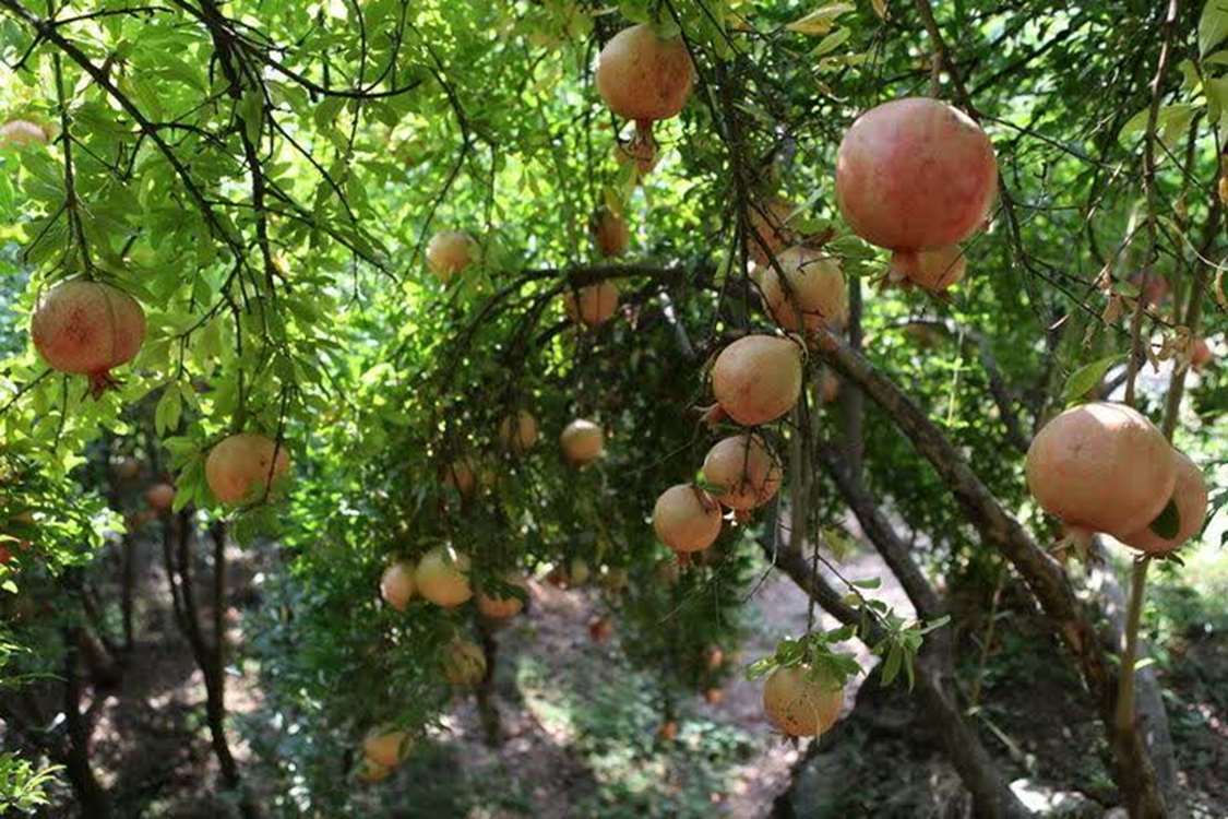 انار ترش گیلان
